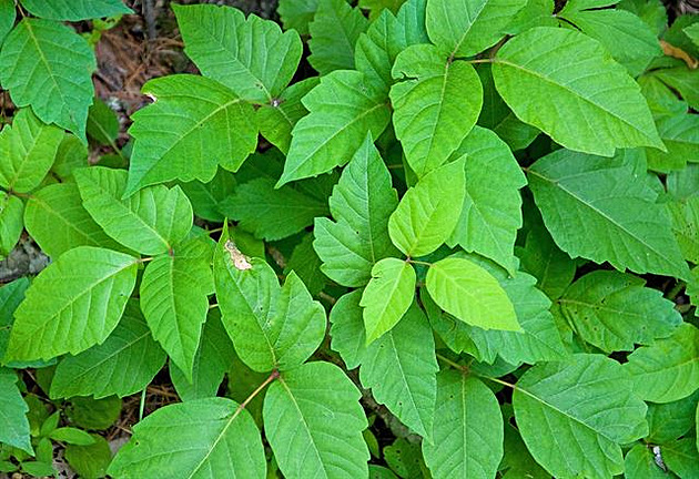 Poison ivy, jedovatý bean