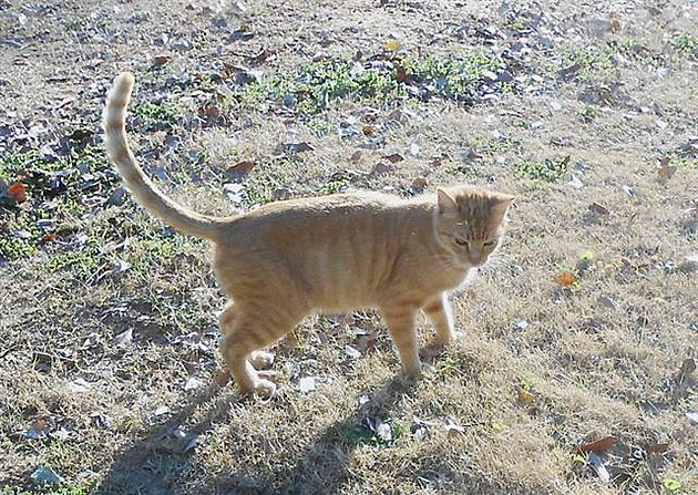 Ginger je�t� v parku