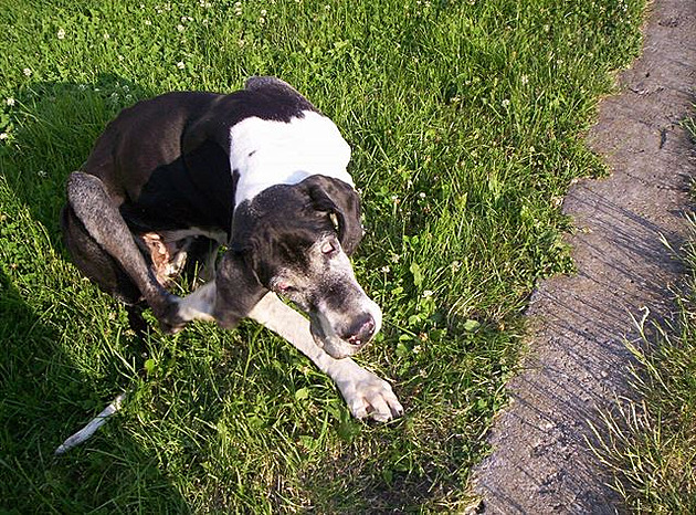 Stárnoucí Diana, 2006