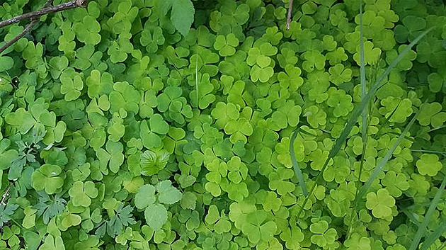 ��avnatý kv�ten 2019