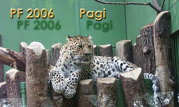PF 2006 Pagi