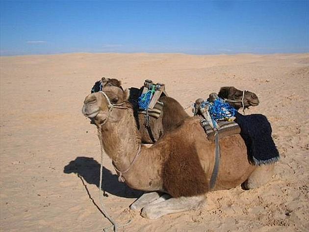 Sahara