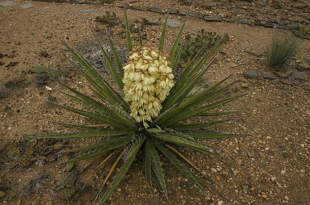 Yucca baccata