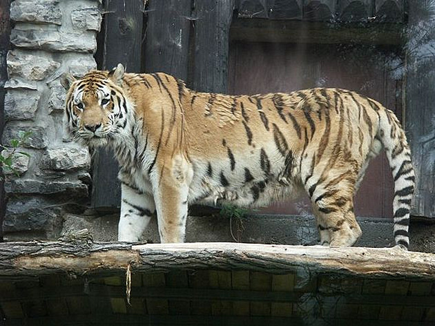 Asík v novém výb�hu (�ervenec 2005) 4