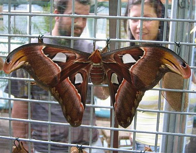 Attacus atlas na líhni�ti