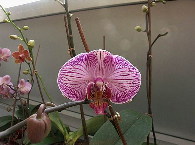 Botanická zahrada - orchideje 23