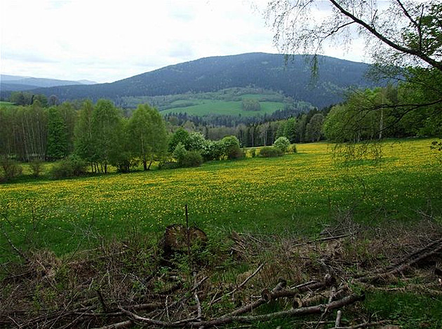 Zatím zdravé lesy v údolí Kemelné