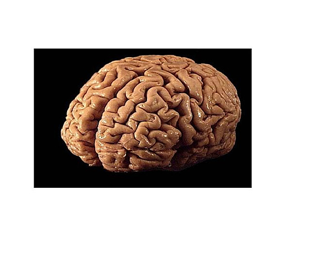 brain mozek