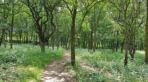 forrest