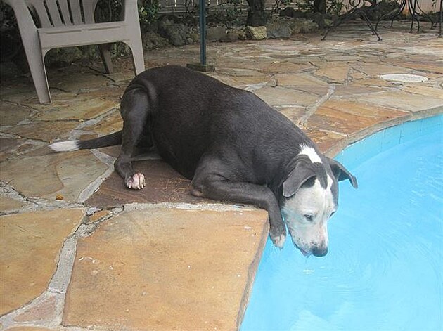 Trixie pije nejradji z bazénu