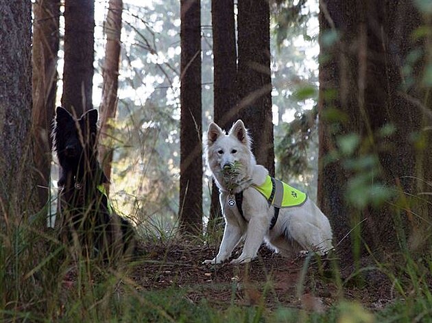 Berri a Ari čekají v lese, až na ně přijde řada