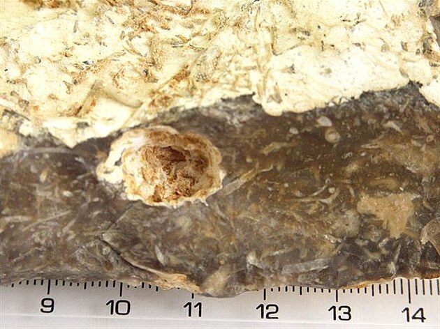 4 Pazourek s kídovou krou a drobnými fosiliemi-detail  (zahrádkáská kolonie...