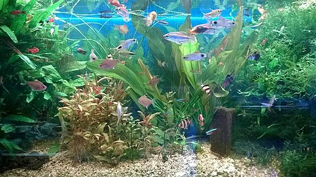 Spoleenské akvárium
