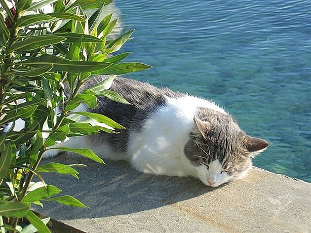 Dinko z Pagu za oleandrem. Siesta u moe.