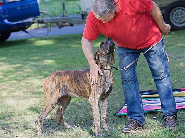 8 - praprapraddeek této doginky byl Xerdv starí bráka Rocky