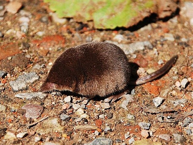 "Sorex minutus" by Importé sur Commons par Salix. Sur Flikr par Polandeze -...