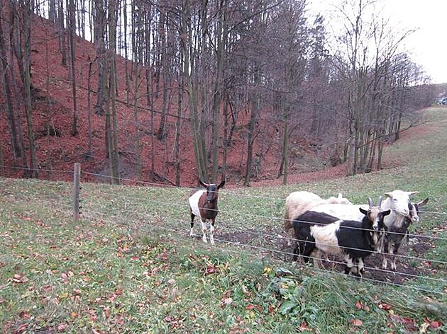 3 Stádo koz u cesty na Malou Praivou