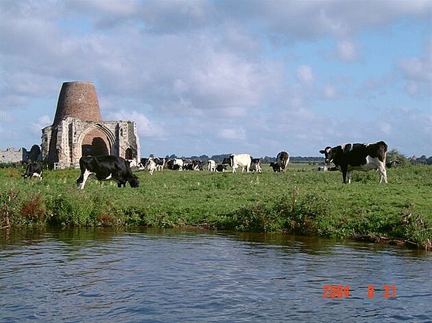 Krávy se pasou na soukromé pastvin s troskami opatství sv. Beneta