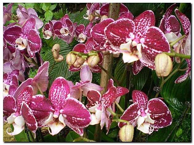Orchideje v Botanické zahrad Praha - Troja