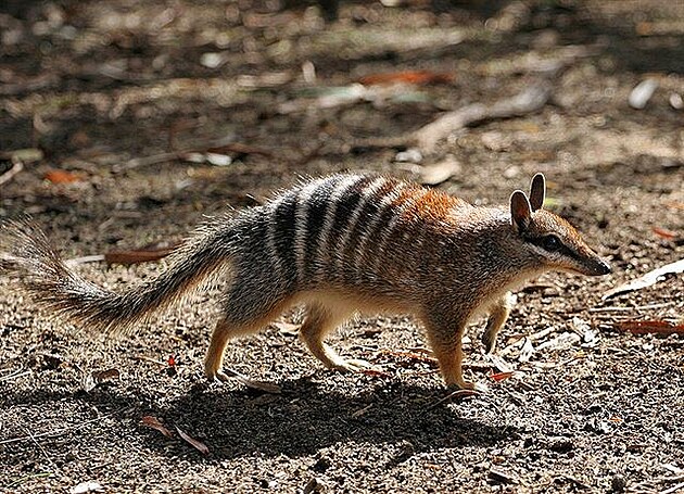 Numbat