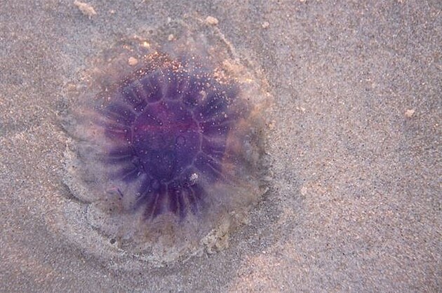 erstv vyvrená medúza