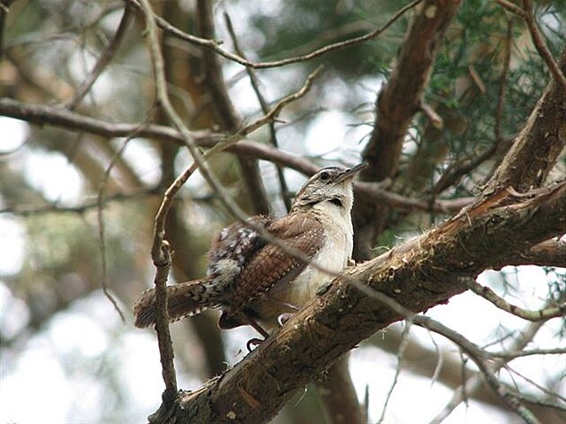 Wren - stízlík, echral si peí