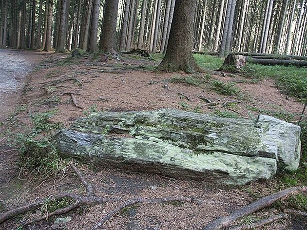 15 Kameny vypadající jako ztrouchnivlé kmeny strom v lese na Rejvízu.