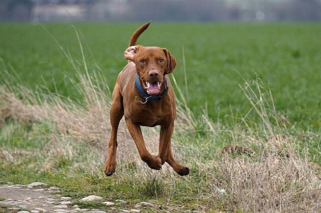 tajn, maarská vizsla - typicky v pohybu