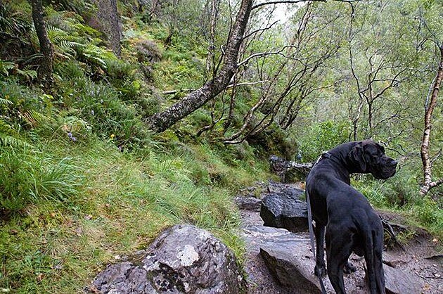 9 - Glen Nevis - v podrostu jsou ovce, take vodítko je nutností