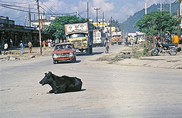 Pokhara 1996: Posvátná kráva uprosted kiovatky