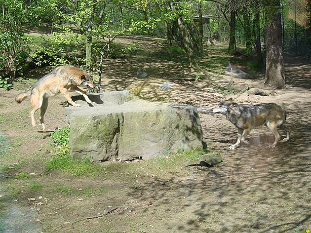 Vlk zachycený ve skoku