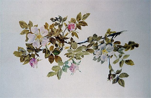 Study of Wild Rose, John Ruskin 1871