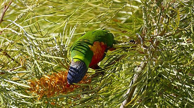Papouek na strom. (Výlet do Austrálie)