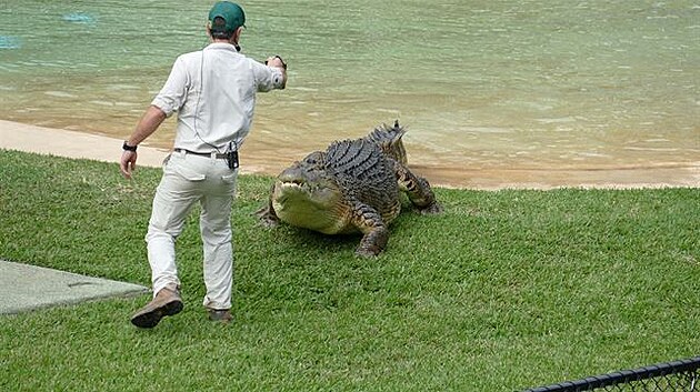 Australia Zoo. Krmení krokodýla. (Výlet do Austrálie)