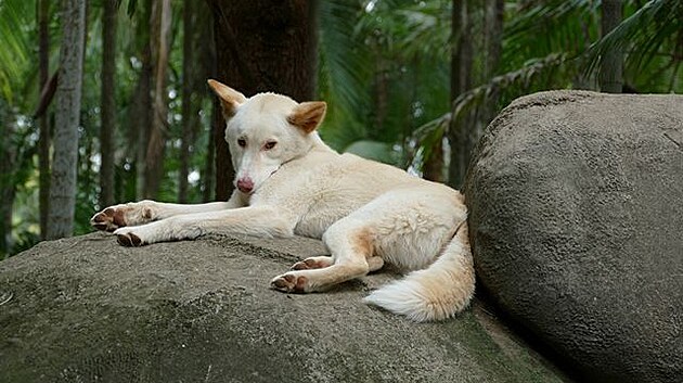 Australia Zoo. Dingo. (Výlet do Austrálie)
