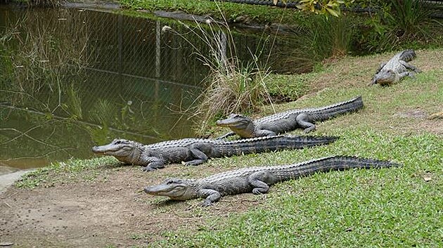Australia Zoo. Krokodýli. (Výlet do Austrálie)