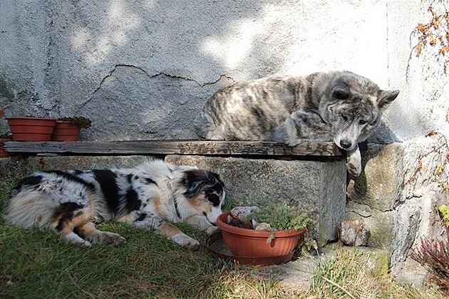 Bábovka (Fajuka) a Jelito (Dokýek)