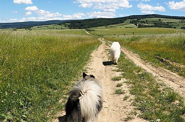 V dálce je Javoina. Vlí pic a samojed