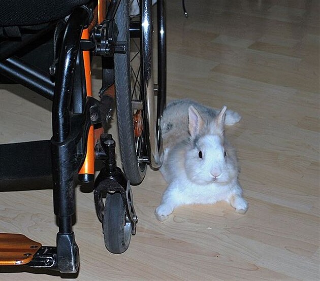 Zakrslý králík Rafík umí hlídat i vozík (majitelka nejlepí eská tenistka mezi...