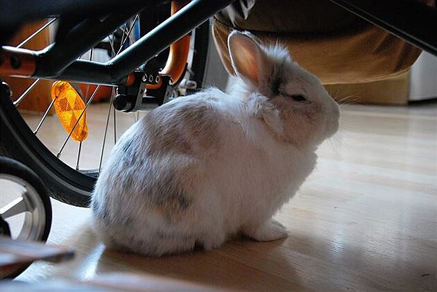 Zakrslý králík Rafík (majitelka nejlepí eská tenistka mezi vozíkái Laka...
