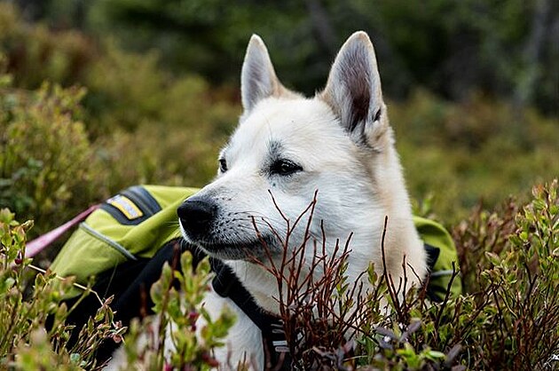 Norský buhund Elli