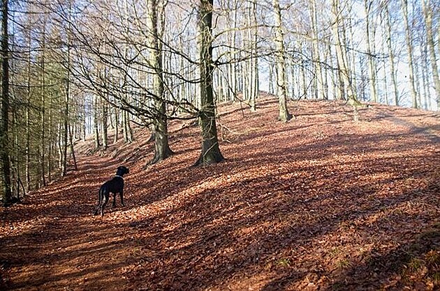 Malá Buková. Ralská pahorkatina