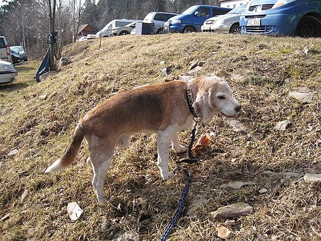 Za odmnu ucho. Dogtrekking Toulovec, bezen 2018