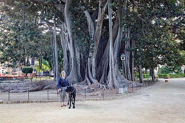 Cesta na Sicílii. Palermo - 150 let starý fíkovník drobnolistý v parku Giardino...