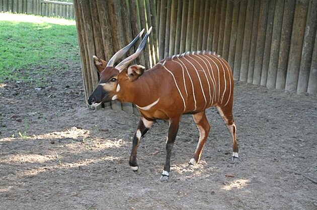 Bongo (nejvtí pralesní antilopa). Zoo Dvr Králové.