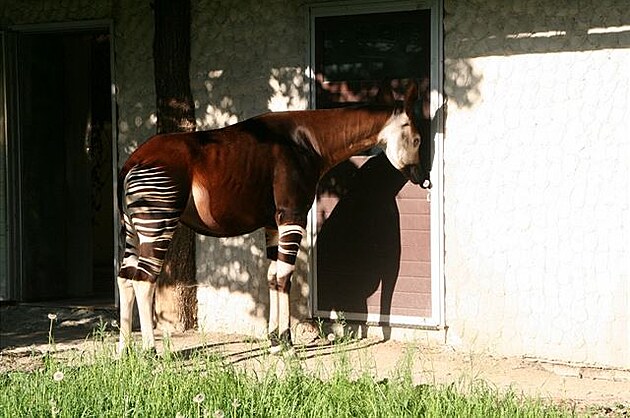 Okapi (dokáe si jazykem vyistit ui). Zoo Dvr Králové.