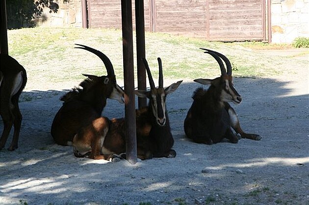 Antilopa vraná (nae ZOO je vrací do pírody). Zoo Dvr Králové.