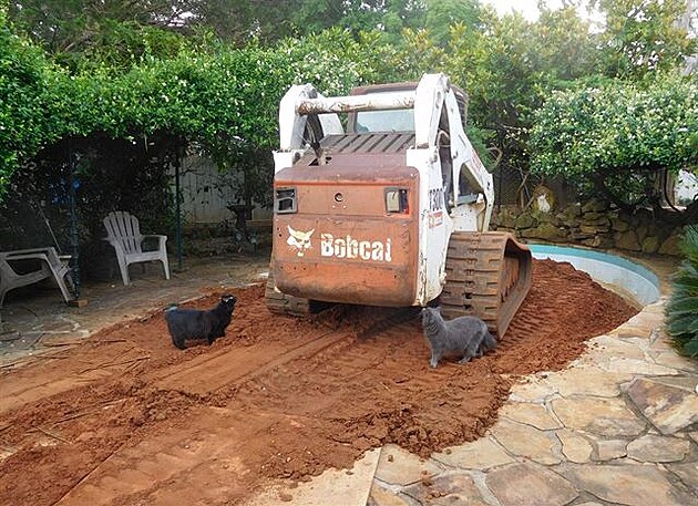 Koky obhlíejí traktor a ásten zasypaný bazén