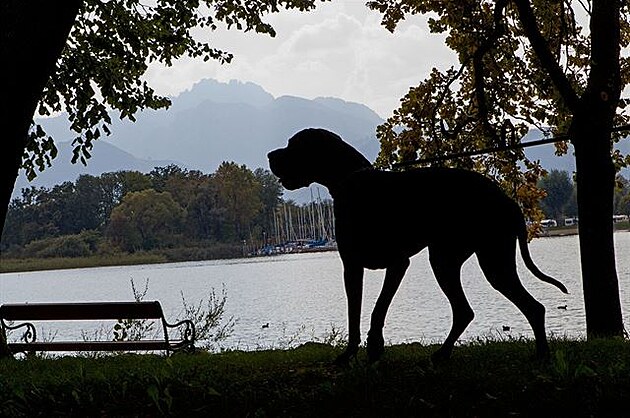 Chiemsee - nmecká doga u nmeckého jezera