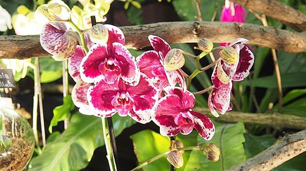 Výstava orchidejí v beznu, Dráany